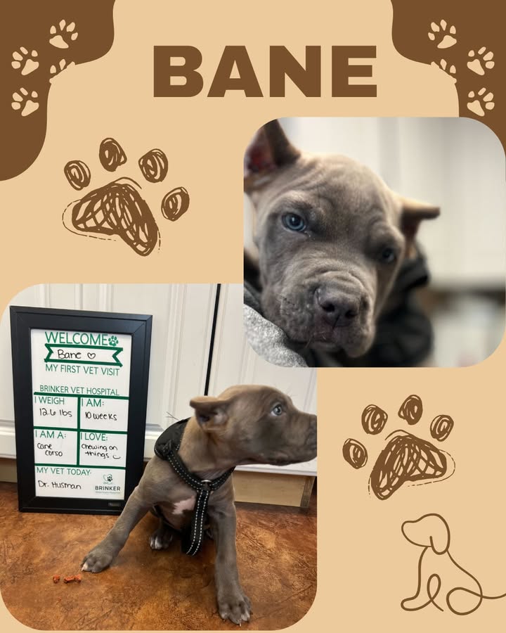 We recently welcomed sweet Bane to our practice when he came to see Dr