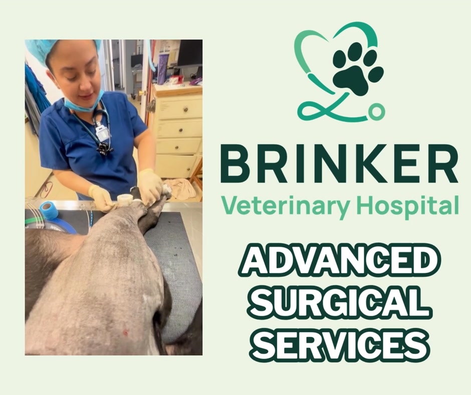 Advanced surgeries, including TPLOs, with a surgical specialist (DACVS) now at Brinker Veterinary Hospital!