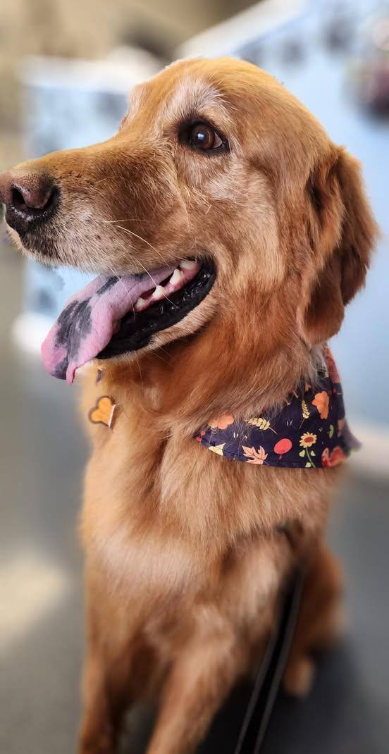 Photos from Love 4 Dogs's post