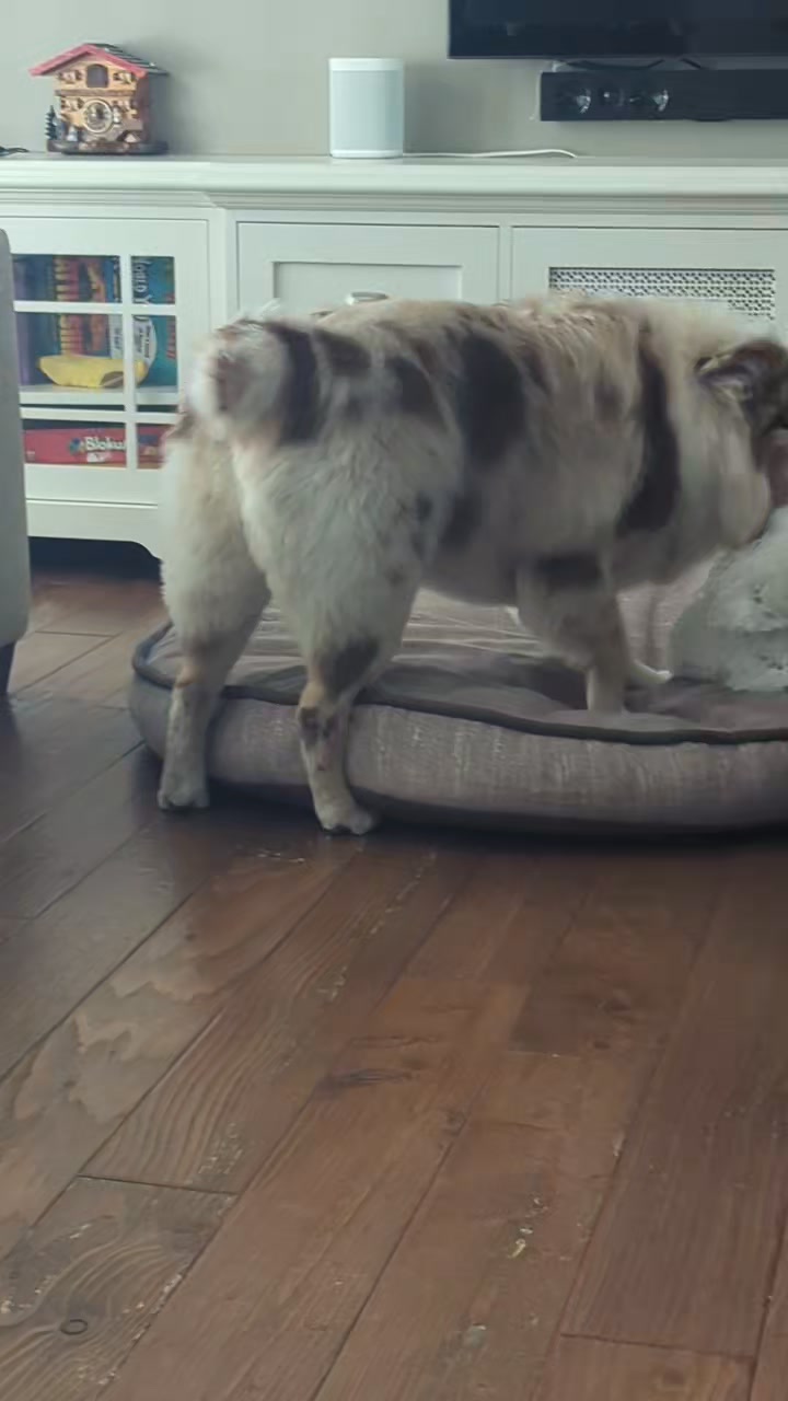 Maya doesn't love to be groomed but she LOVES Love 4 Dogs and her new Tall Tails Bear!