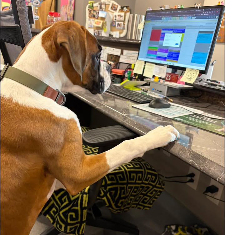 Oscar,our temporary receptionist, is at our front desk asking some serious questions this week as the warm weather is here