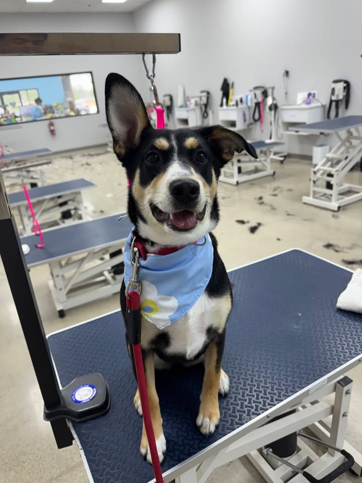 Photos from Love 4 Dogs's post