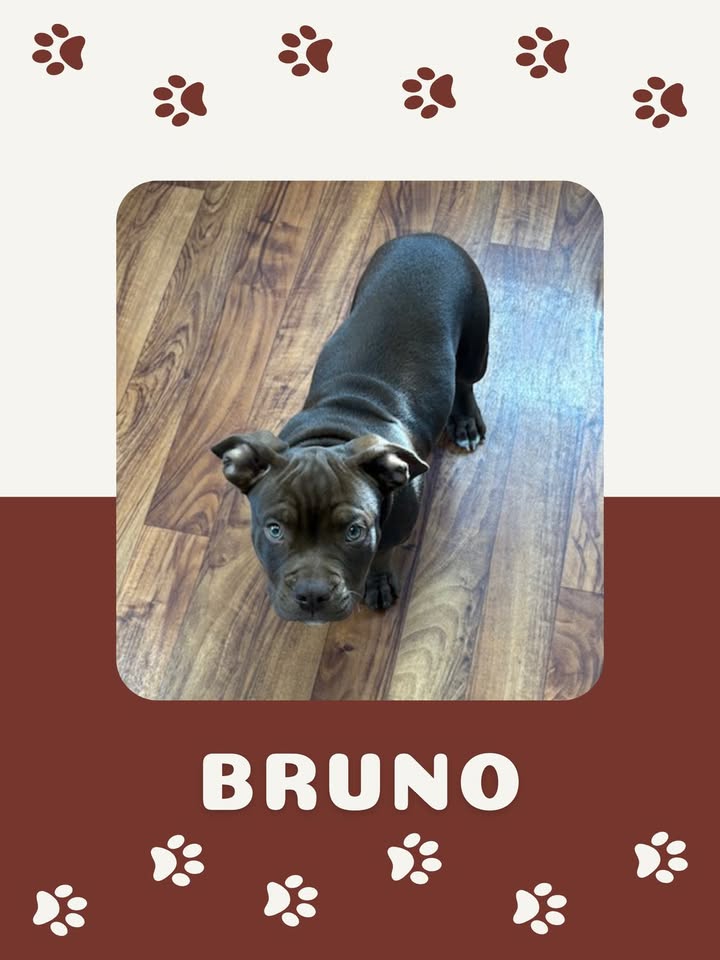 We loved seeing Bruno for his puppy vaccines and can't wait to provide care for him throughout his life!