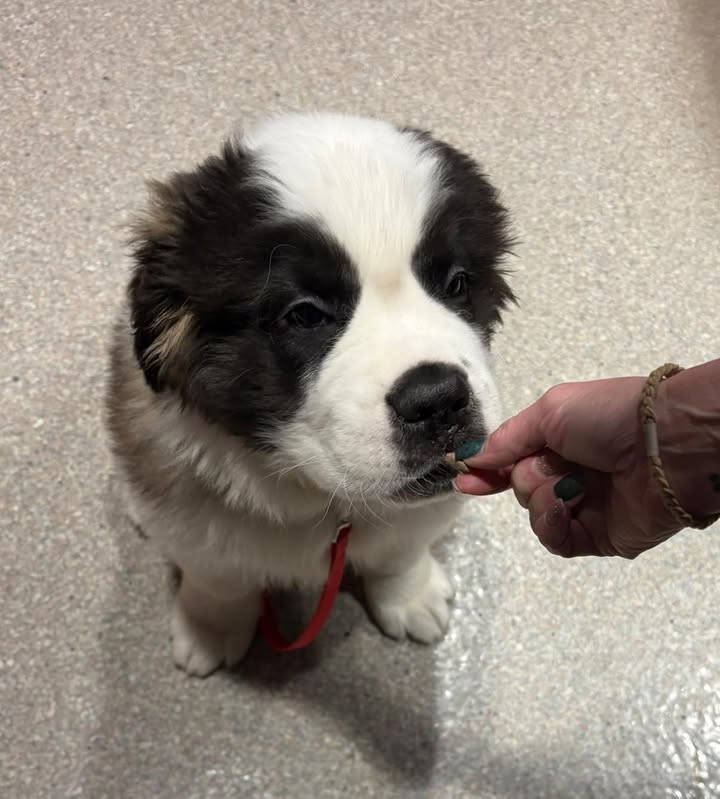 Photos from Orion Animal Hospital's post