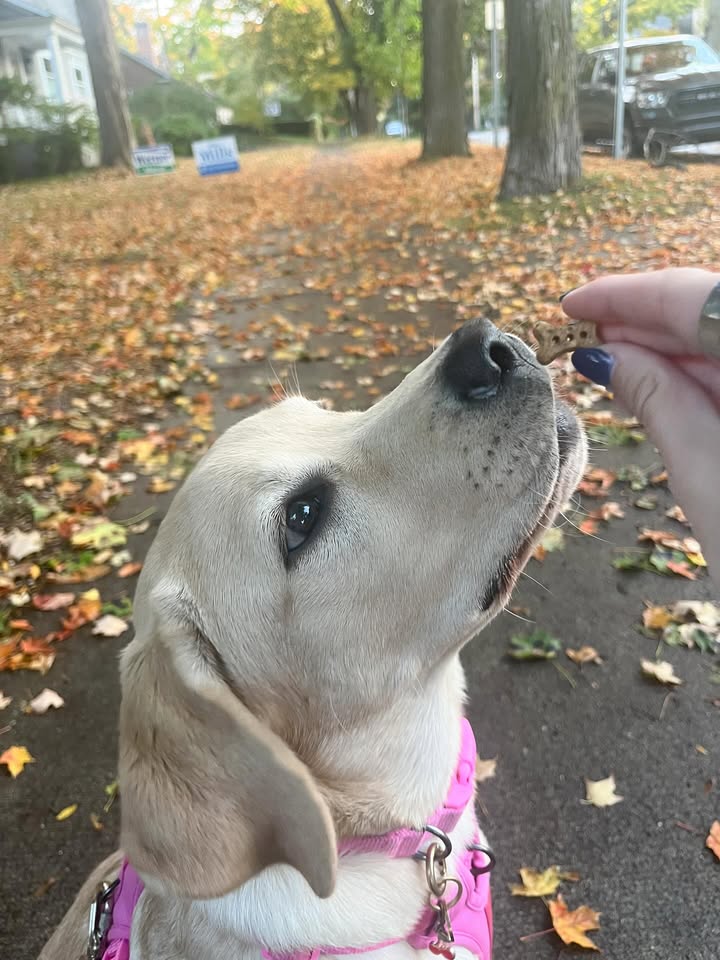 Bribed by biscuits and fall vibes
