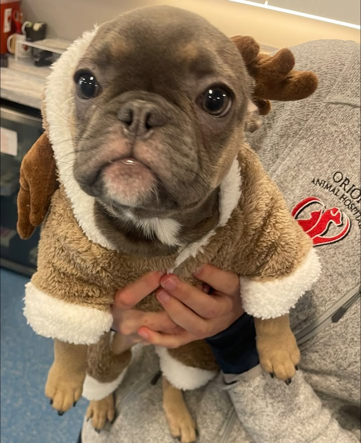 Photos from Orion Animal Hospital's post