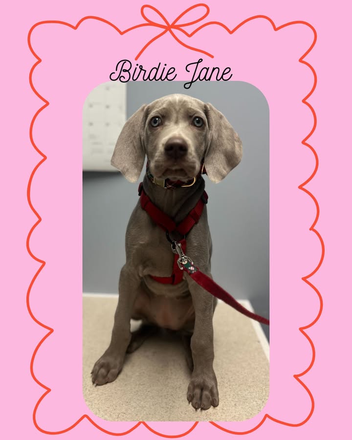 We were lucky enough to see Birdie Jane for her first vet visit!