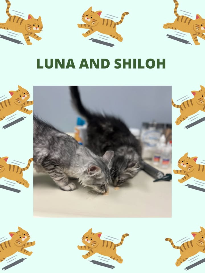 Luna and Shiloh couldn't get enough of the snacks when they were here to see us for their kitten visits!