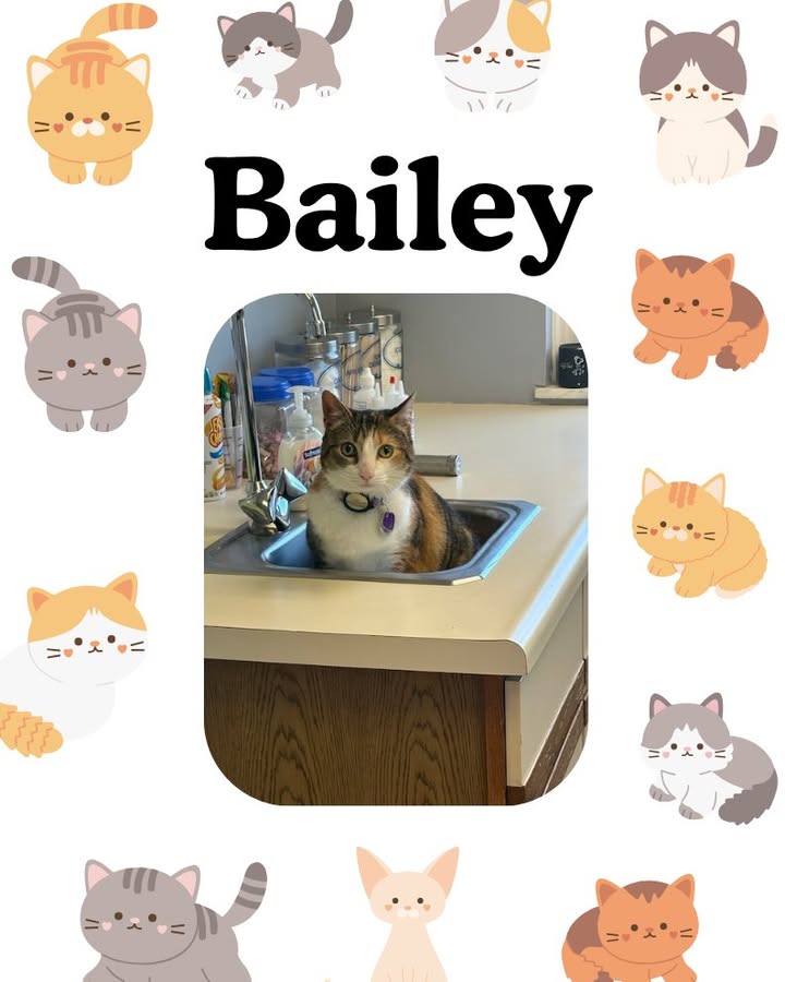 If Bailey fits, Bailey sits!