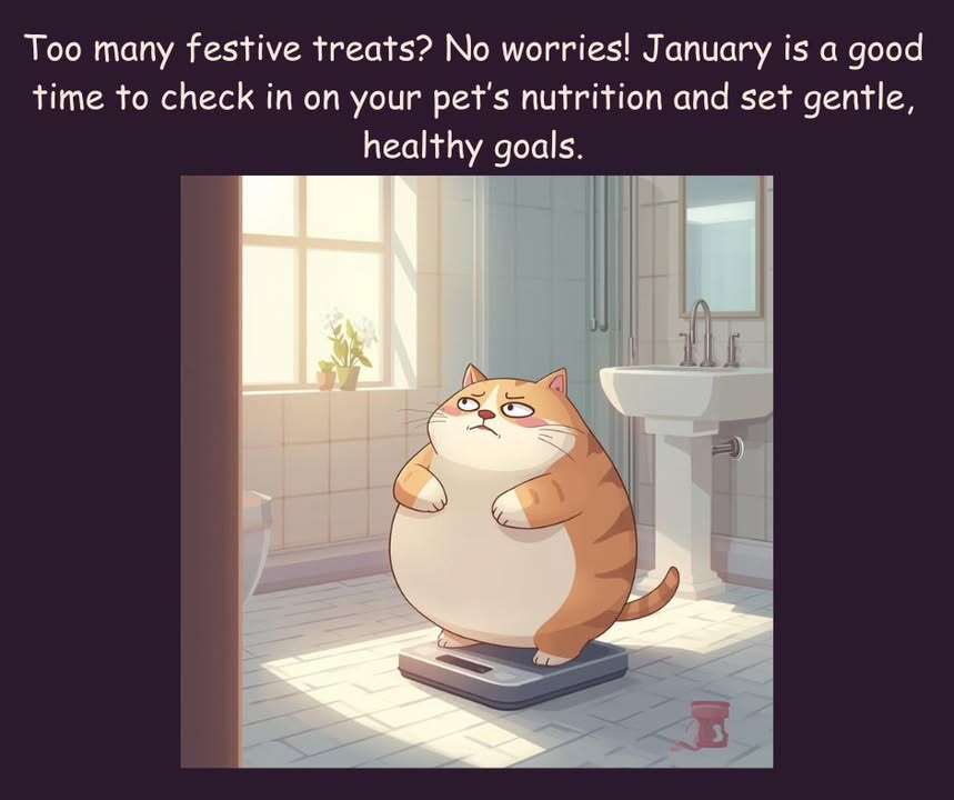 Too many festive treats?