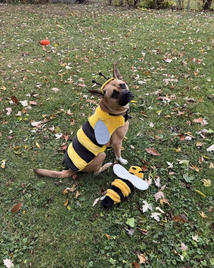 Photos from Orion Animal Hospital's post