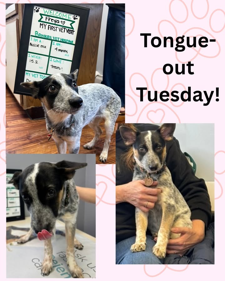 Welcome to our practice, Freya!