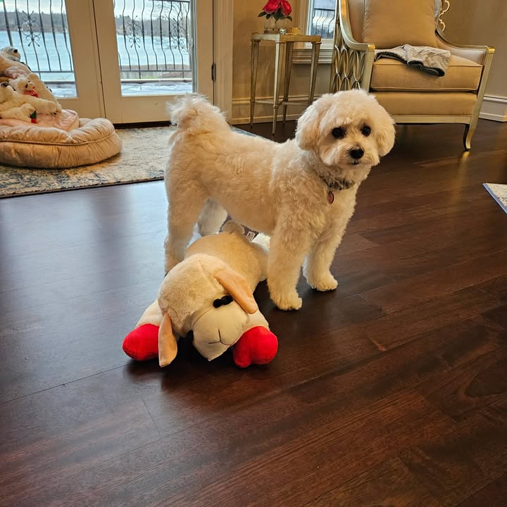 Photos from Love 4 Dogs's post