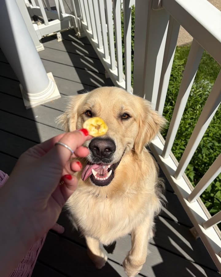 Photos from Healthy Dogma's post