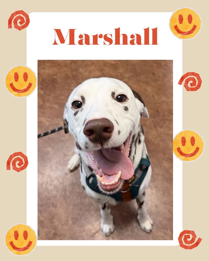 It's Tongue-Out Tuesday, and this week we are featuring Marshall, with his contagious smile!
