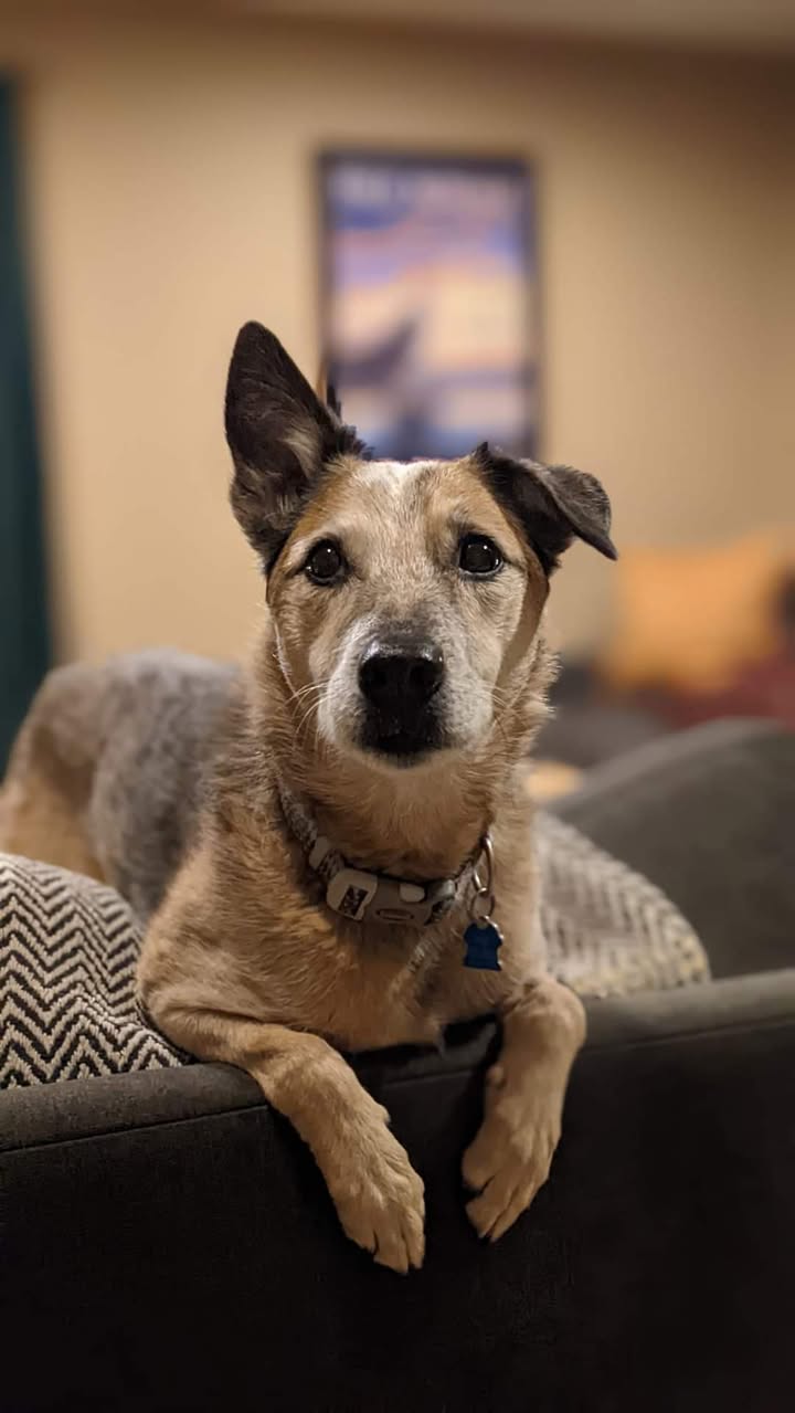 Photos from Pet Passages - Lake Orion, MI Dignified Pet Cremation's post