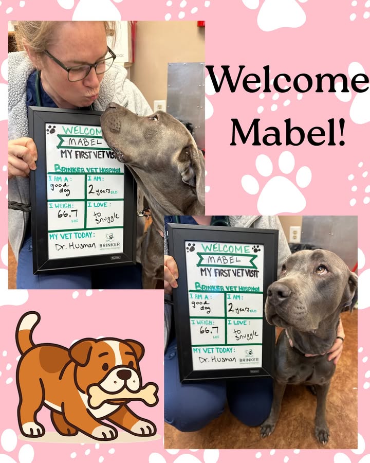 We recently welcomed Mabel, the goodest girl, to our practice!