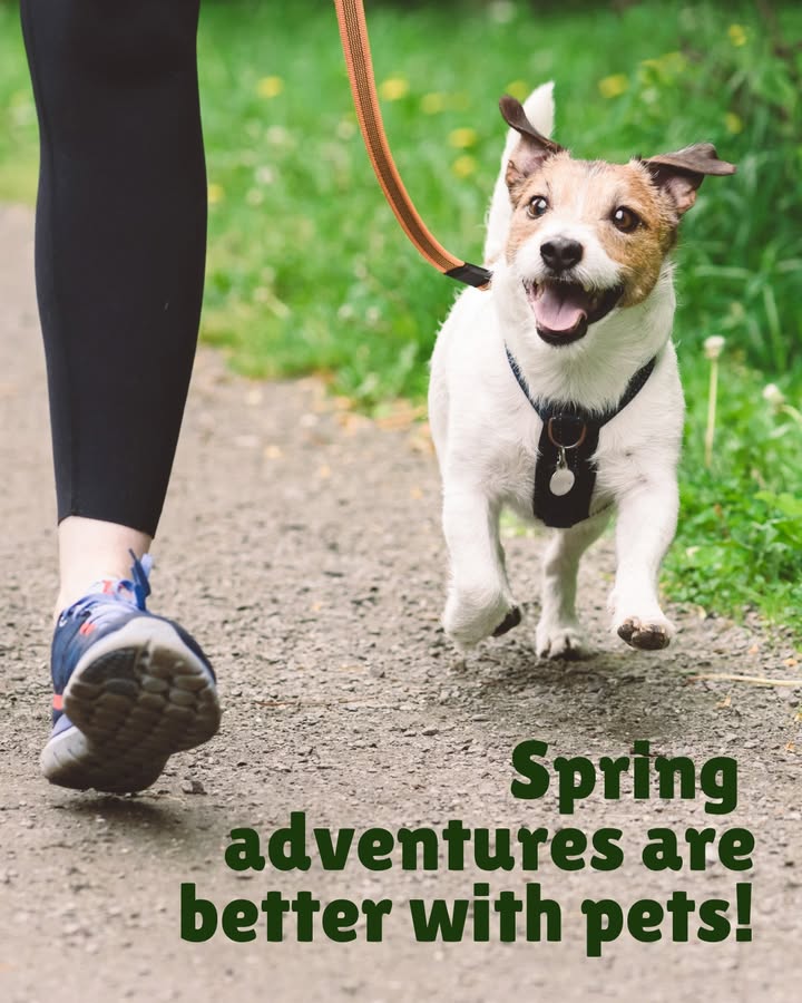 Spring adventures are better with pets!