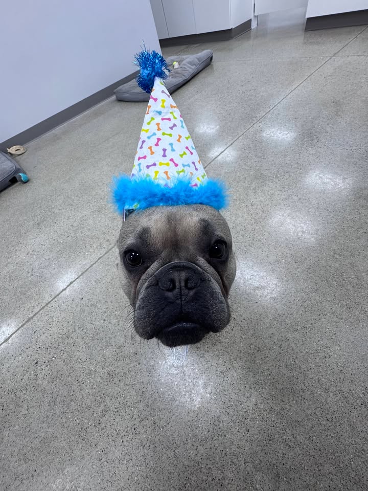 Photos from Love 4 Dogs's post