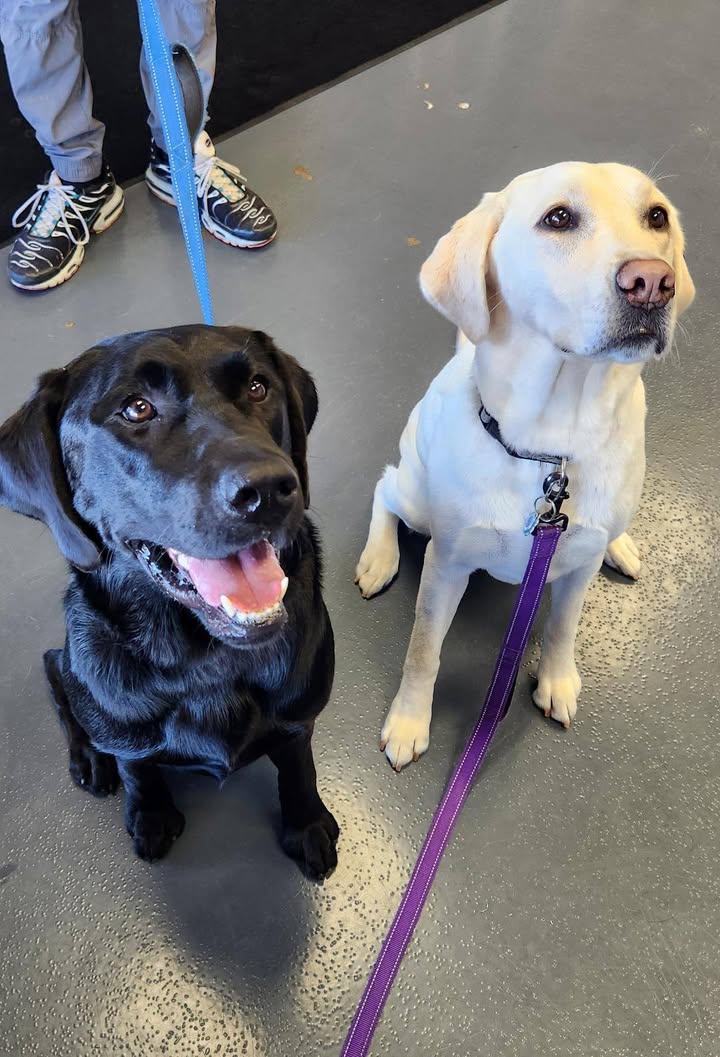 Photos from Love 4 Dogs's post