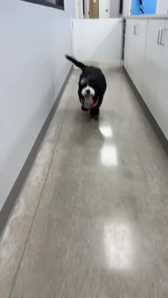 Who said going to the groomer isn't fun?!