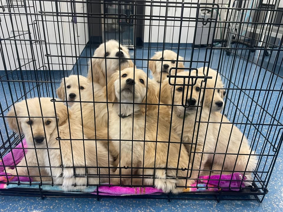 Photos from Orion Animal Hospital's post