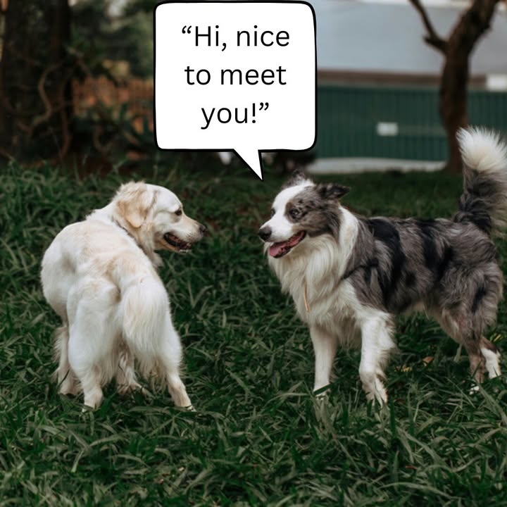 🌻It's that time of year!🌞 We're getting out and taking our dogs with us(dog parks, the store, etc.)