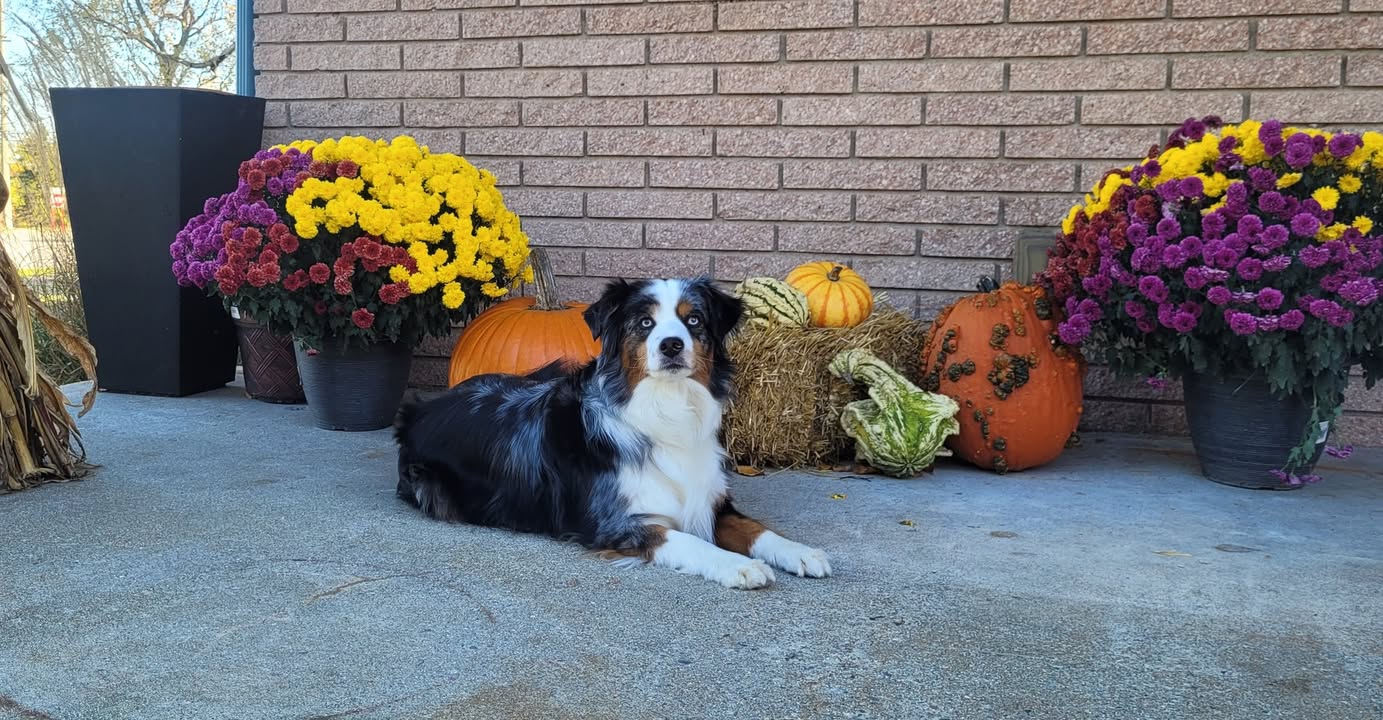🎃🐾 Chap’s Halloween Safety Tips for Fellow Furry Friends!