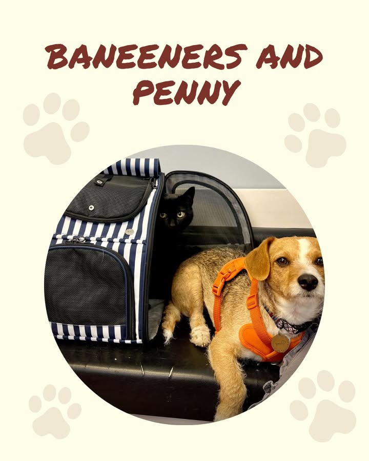 Baneeners and family recently welcomed Penny to their home, and we were excited to meet her!