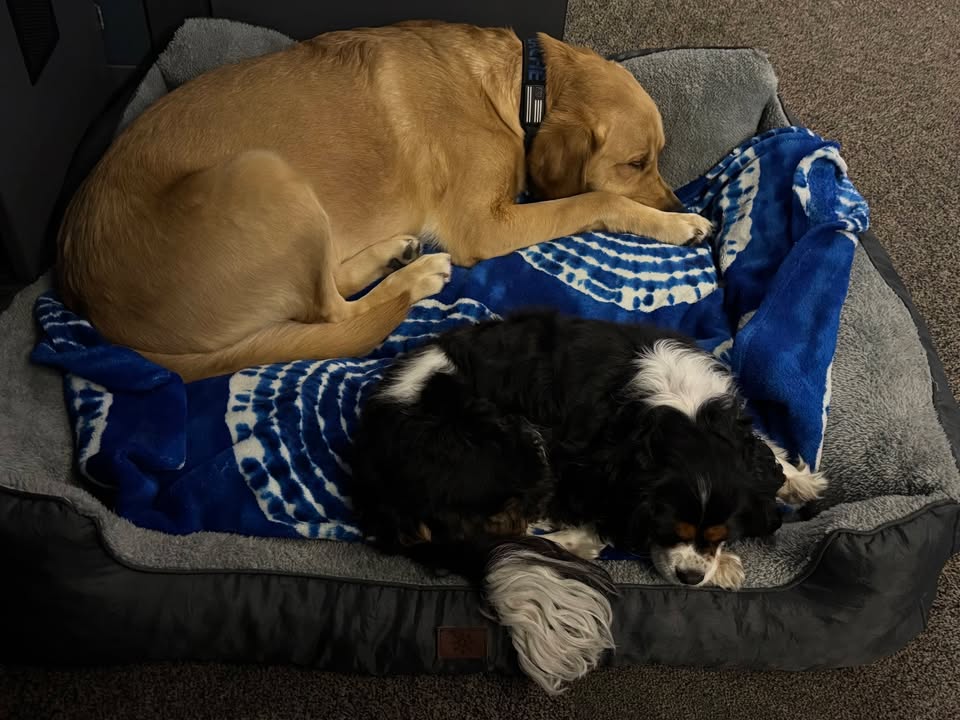 Photos from Love 4 Dogs's post