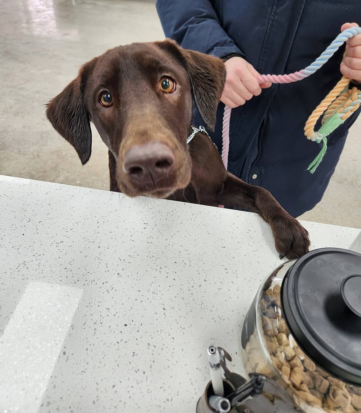 Photos from Love 4 Dogs's post