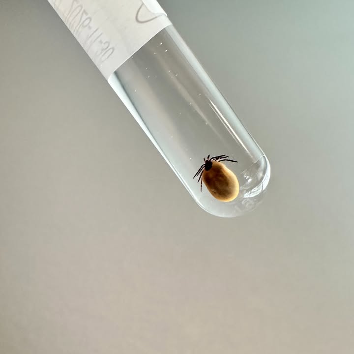 This little hitchhiker was just pulled off a cat—yes, in October