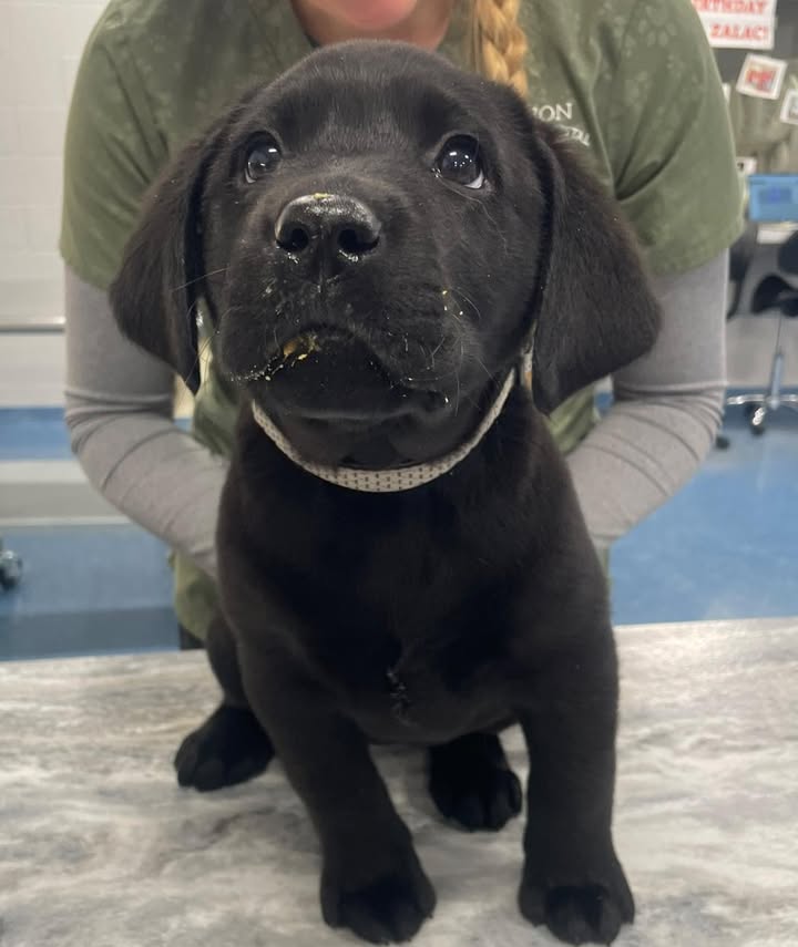 Photos from Orion Animal Hospital's post