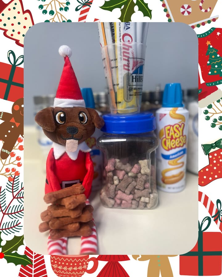 Pooch on a Perch is settling in for Christmas Eve!