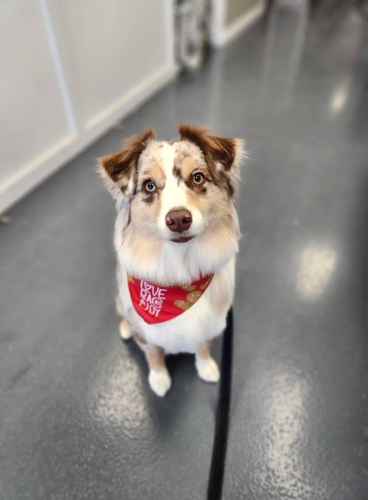 Photos from Love 4 Dogs's post