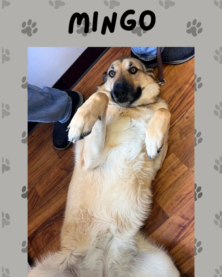 Mingo was all about the belly rubs when she came to see us recently!