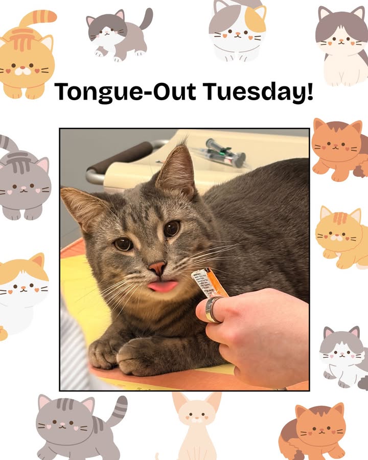 Thor was loving the snacks when he came to see us recently