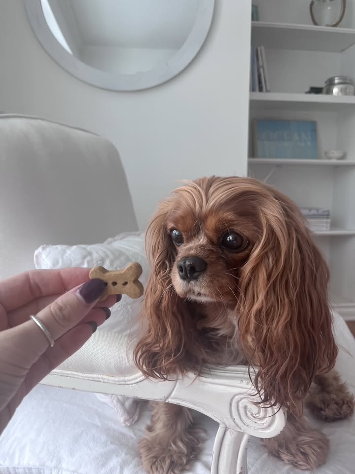 Photos from Healthy Dogma's post