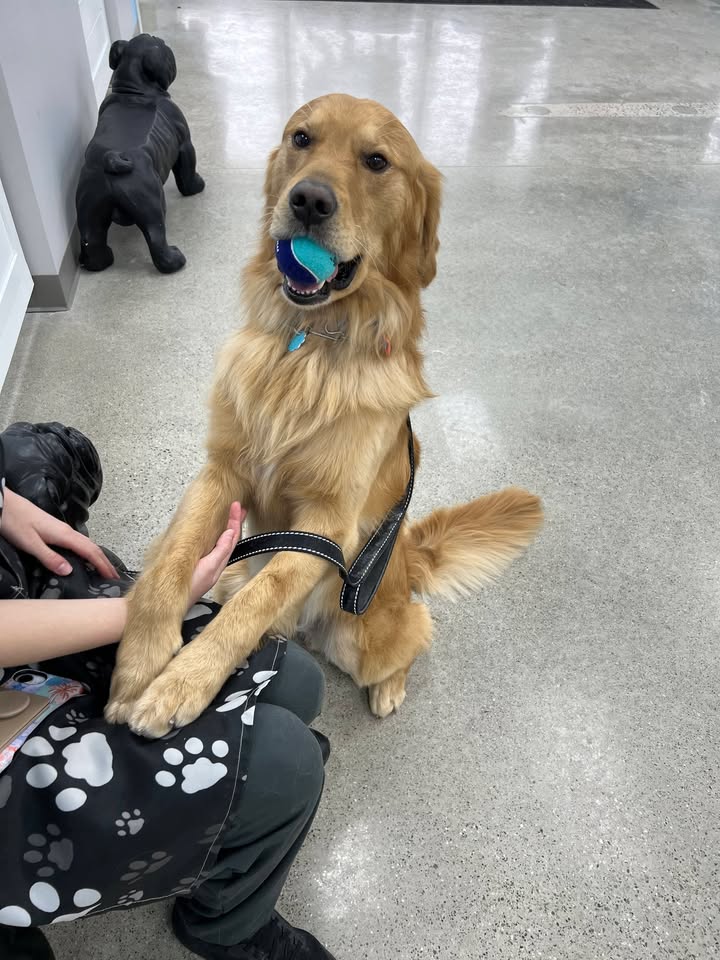 Photos from Love 4 Dogs's post