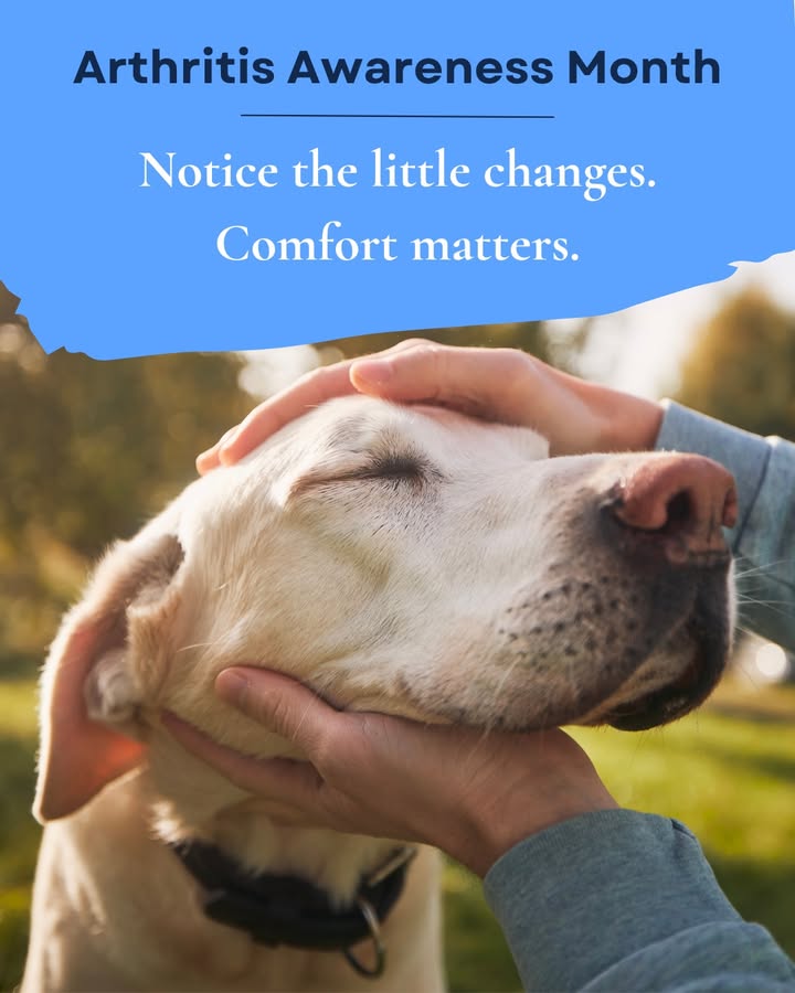 Is your pet showing signs of slowing down, stiffness or trouble getting comfortable?