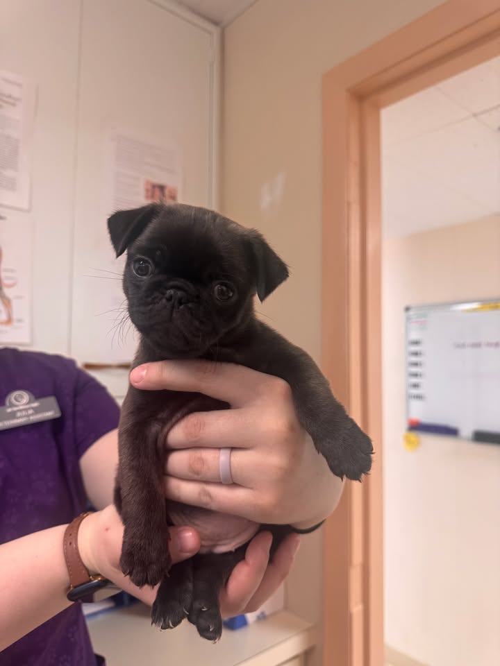 🐾 Kiwi's First Puppy Visit!