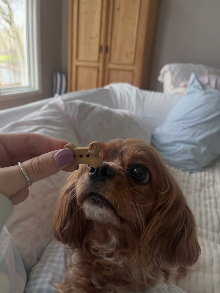 Photos from Healthy Dogma's post