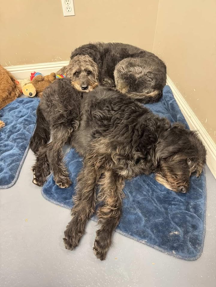 My little snuggle bugs! ❤️🐾