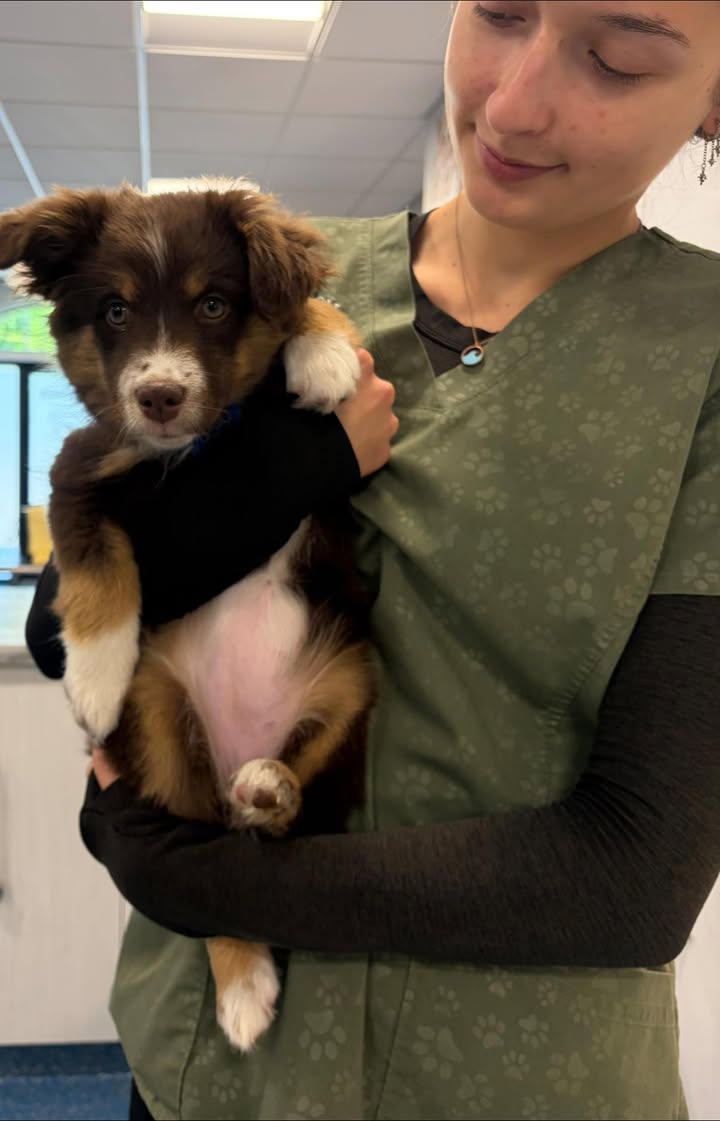 Photos from Orion Animal Hospital's post