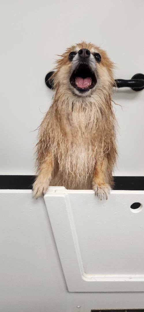 Photos from Love 4 Dogs's post