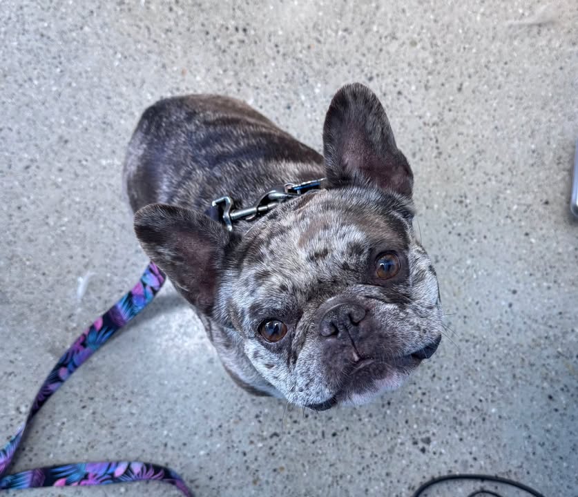 Hi! I'm CUTE! ❤️🐾