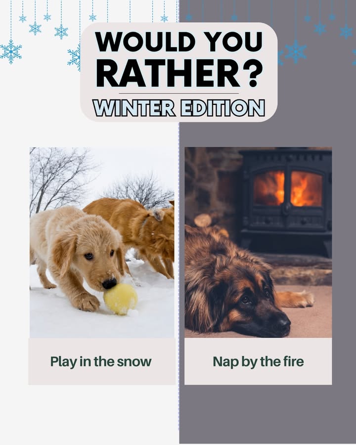 Would your pet rather: