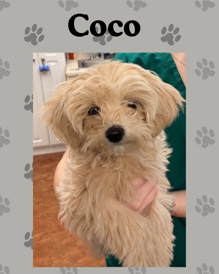 A big welcome to a little ball of fluff - Coco!
