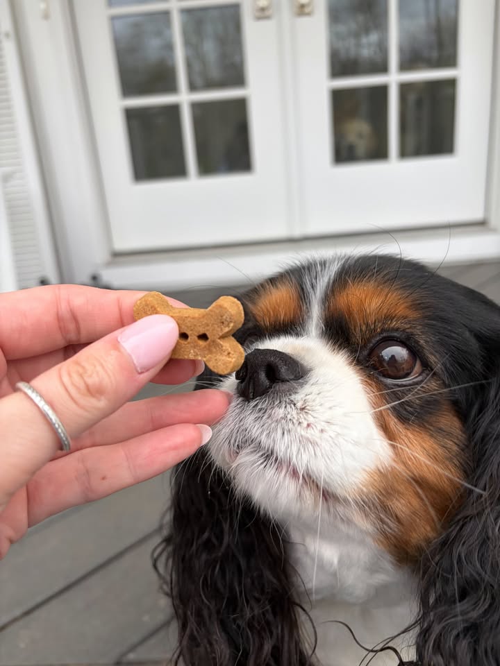 Photos from Healthy Dogma's post
