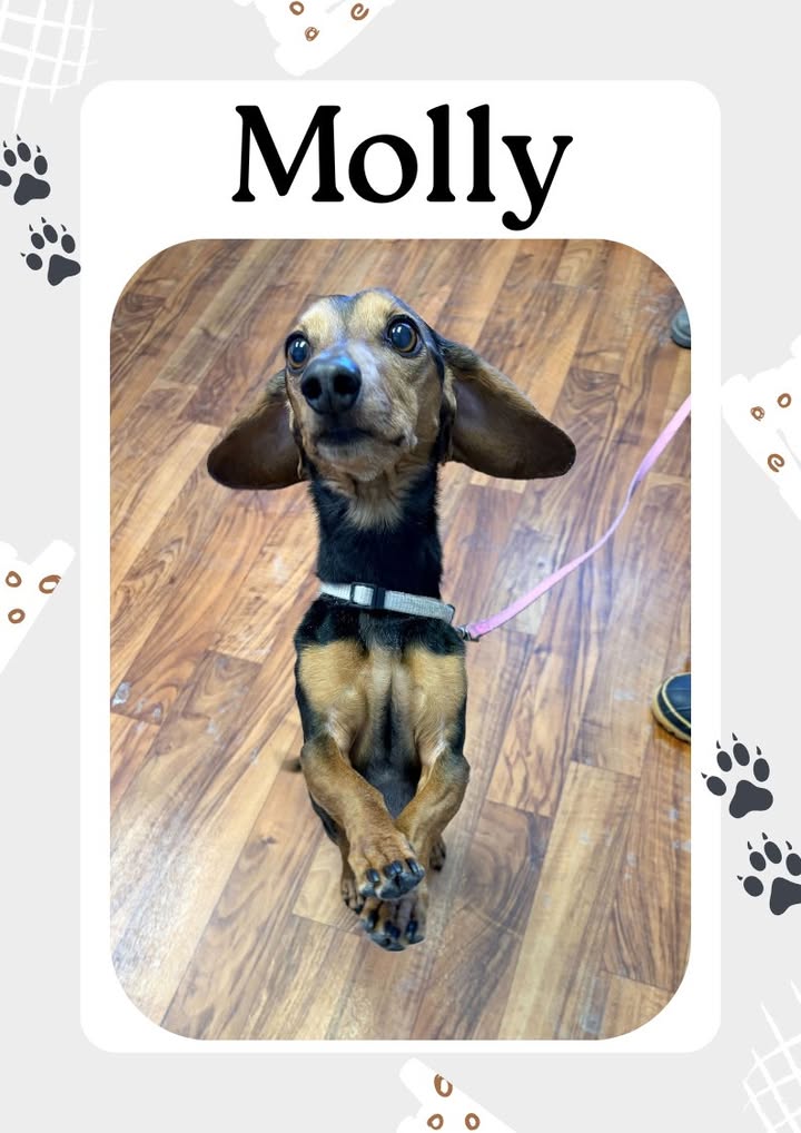 Molly came in to see Dr